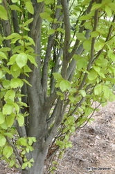 Fagus sylvatica Dawyckii Gold — photo 4